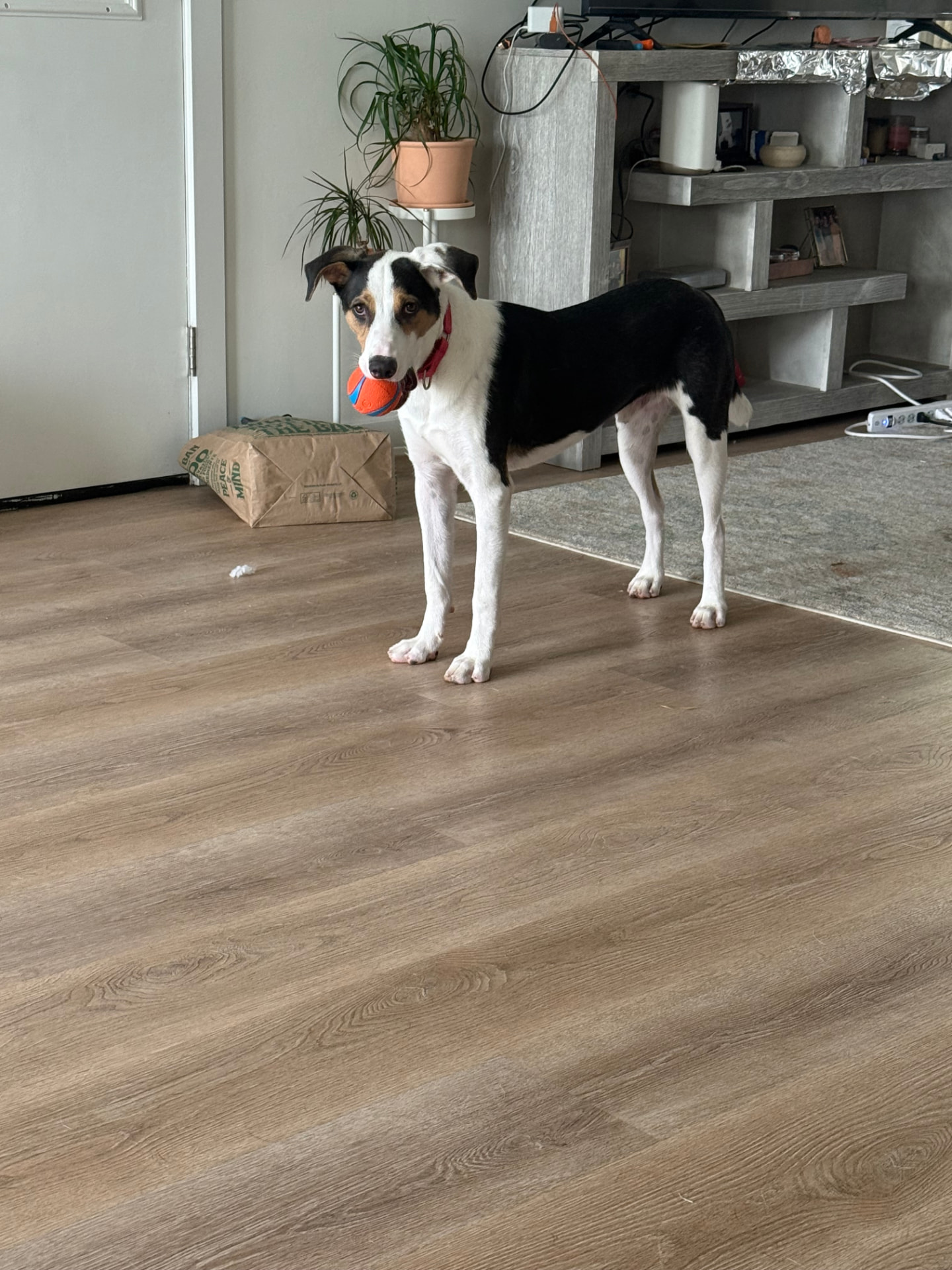 Paul the Australian Shepherd mix, photo 1
