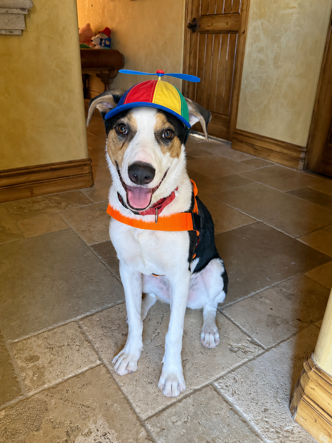 Paul, a tricolor Australian Shepherd mix, sitting proudly in a colorful propeller hat