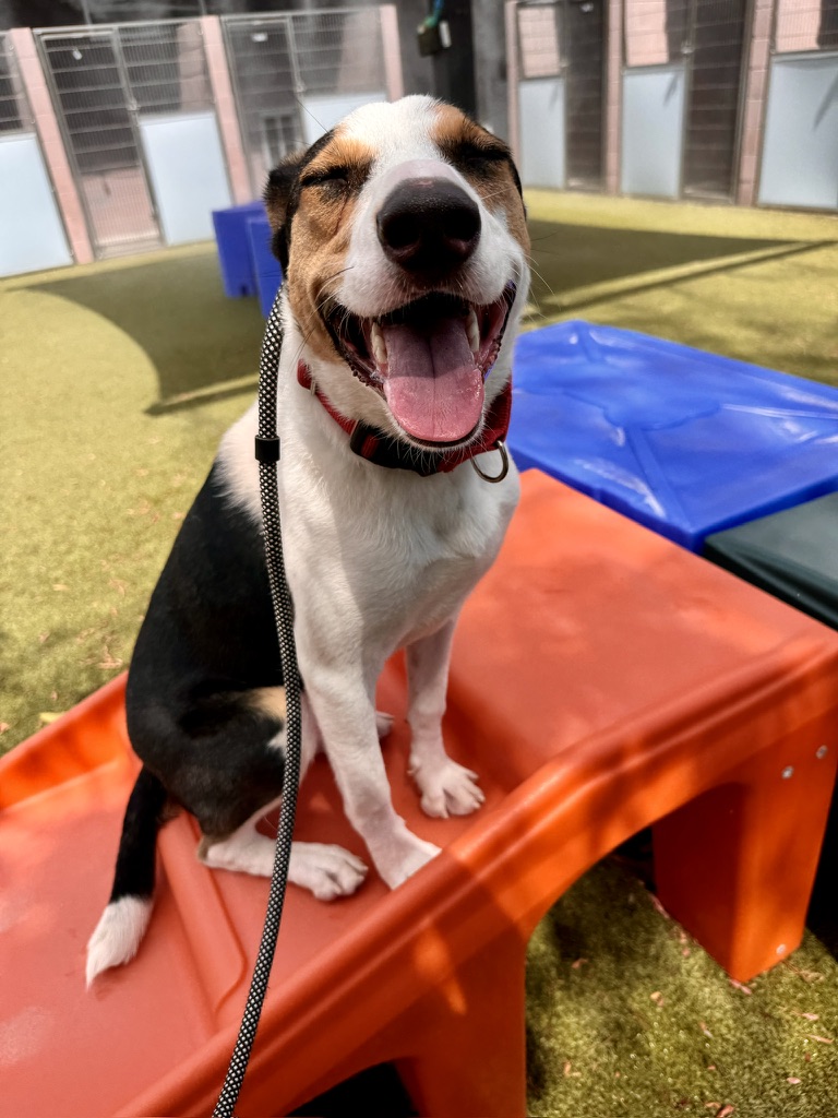 Paul the Australian Shepherd mix, photo 7