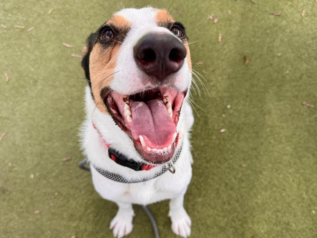 Paul the Australian Shepherd mix, photo 9