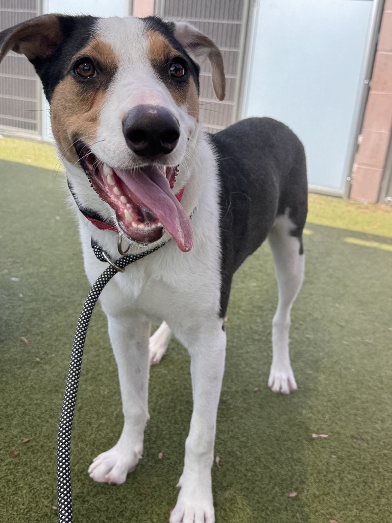 Paul the Australian Shepherd mix, photo 10