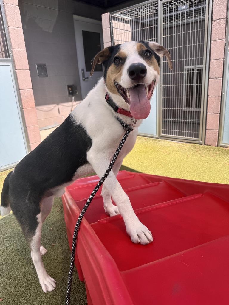 Paul the Australian Shepherd mix, photo 11